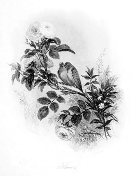 Rosas, grabado de 1848