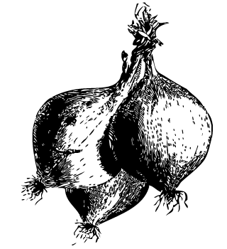 cebollas