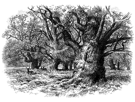 grabado árbol grabado árbol