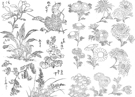 perfume plantas perfume plantas