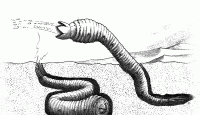 Deathworm, el gusano mongol de la muerte